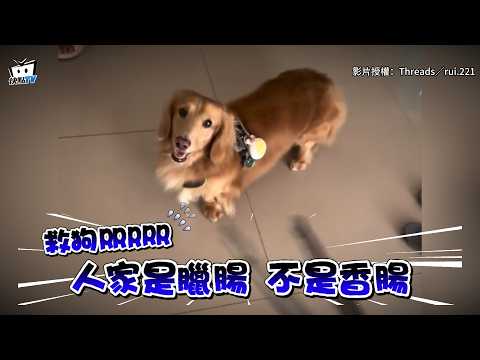 【香腸不夠 小狗來湊】飼主"烤肉夾狂追" 臘腸狗嚇壞：不要過來啊😭