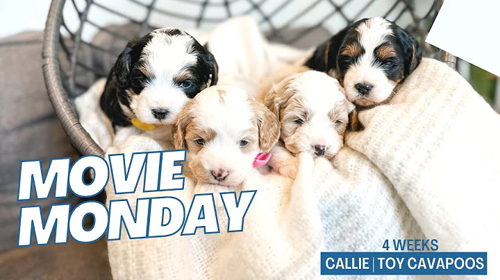 Callie's Toy Cavapoo Puppies | 4 weeks old