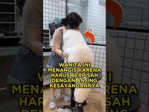 Anjing Ini Tidak Ingin Berpisah Dengan Pemiliknya 🐶