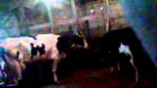 Video016.3gp