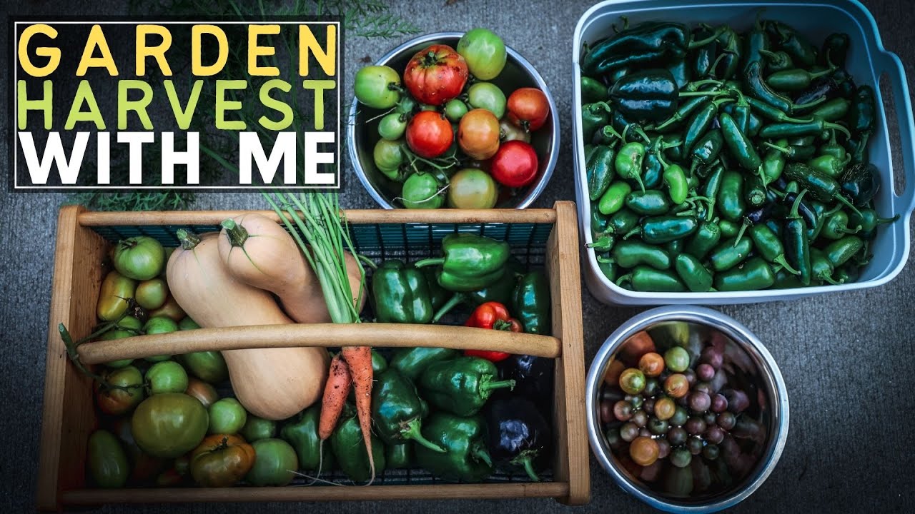 RIPE OR NOT HARVEST WITH ME When To Harvest Butternut Squash Ripe or not harvest with me when to harvest butternut squash