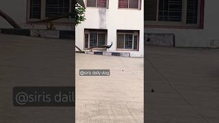 Download Lagu 🌿 Early Morning Beauty | Graceful Peacock Walk | Morning Nature Bliss | Nemali Walking Video MP3 Download Lagu 🌿 Early Morning Beauty | Graceful Peacock Walk | Morning Nature Bliss | Nemali Walking Video MP3