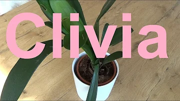 Kann man eine Clivia ins Freie stellen?