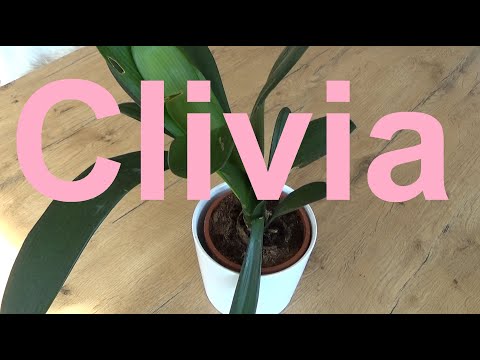 Video: Anthurien-Samenvermehrung - Tipps zur Vermehrung von Anthurien aus Samen