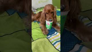 Pablo eating dahi #cockerspaniel #pablo #doginlaw #anandadahi