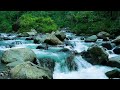 Serene Forest River Flow 🐦 | Relaxing Nature Ambience for Sleep and Meditation