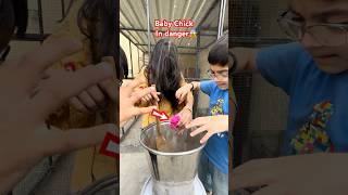 Bhoot Bikhari Ke Roop Main Agaye colorfulchickens bhoot babychicks bhoot chicks