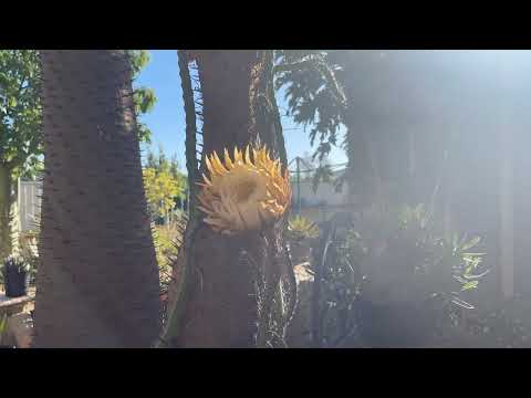 The Life Of The Queen Of The Night Cactus Flower- Time Lapse