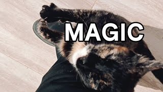 Magic movements and signs from a wise cat.👀 by Unusual stories of a black cat 184 views 3 weeks ago 1 minute, 34 seconds