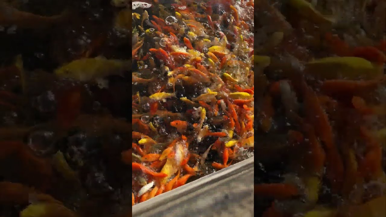 HOW TO CATCH A FISH