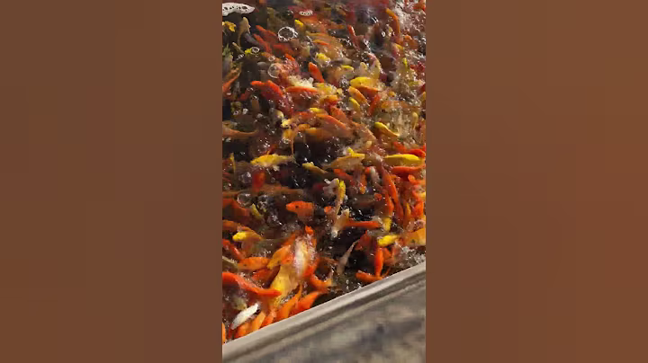 HOW TO CATCH A FISH