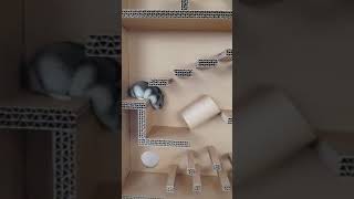 Sevimli Hamster Parkur Da Yarışıyor 