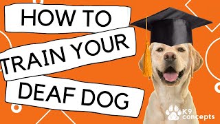 How to train a deaf dog!