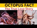 Octopus love an amazing story of devotion and amazing facts