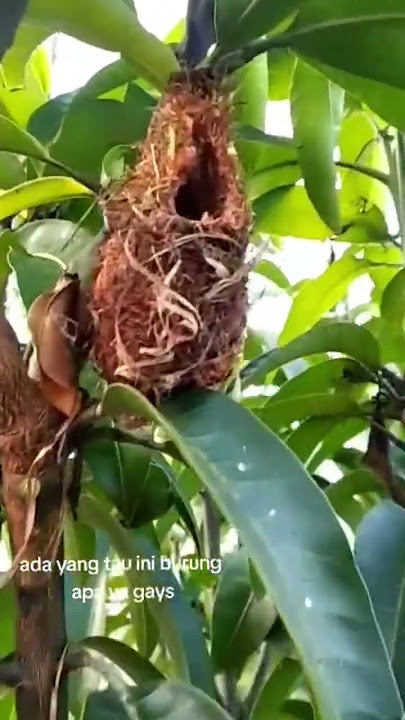 anak kan burung cabe cabean