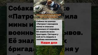 Собака-герой Патрон #собака #война #Украина