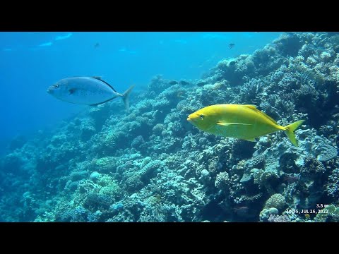 Diving Gamul Kebir, Red Sea, Egypt 🇪🇬
