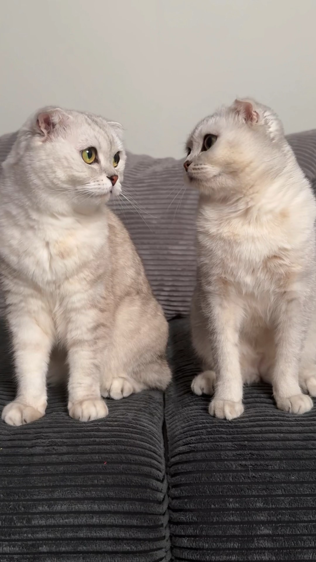 Will the cats receive their Christmas gifts? ??