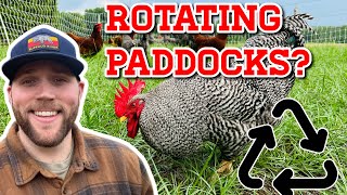 How Often To Rotate Chicken Paddocks
