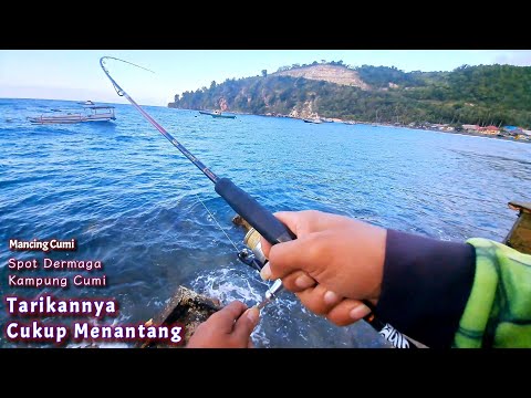 Mancing cumi di