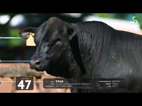 LOTE 47   TAT 1745 M Brangus