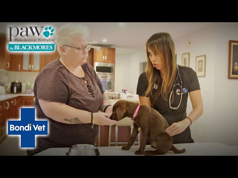 Vet Helps Poor Puppy That Had Painful Gastroenteritis! | Bondi Vet X PAW By Blackmores