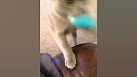 Video 7421: blue burmese kitten, burmese kitten playing, cute burmese kitten, burmese cat, kitten playing fetch, cats dogs