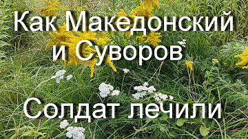 Тысячелистник Обыкновенный  это Целительная Сила Травы Универсальная для Здоровья Человека