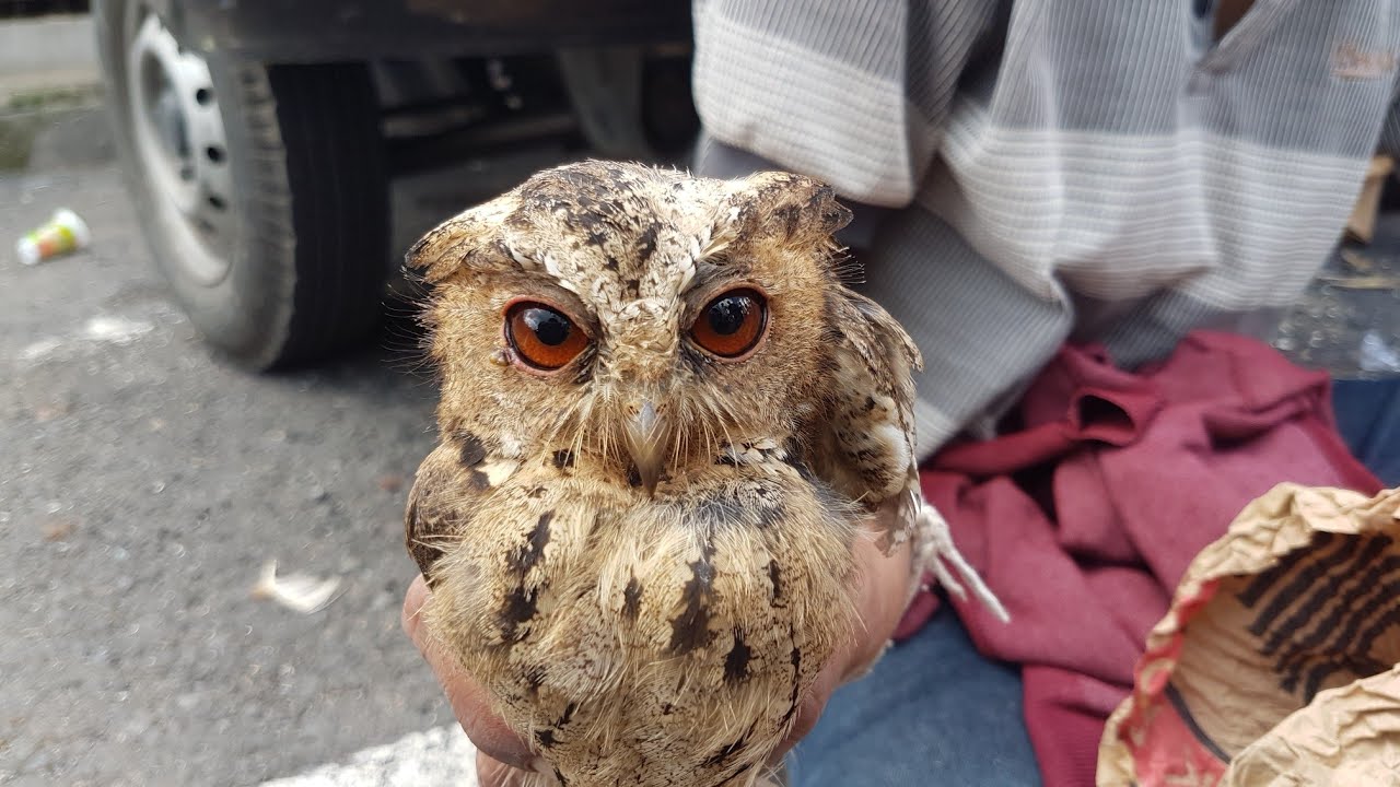 Survei harga dulu : pilih - pilih hewan peliharaan di pasar beringkit mengwi badung bali.