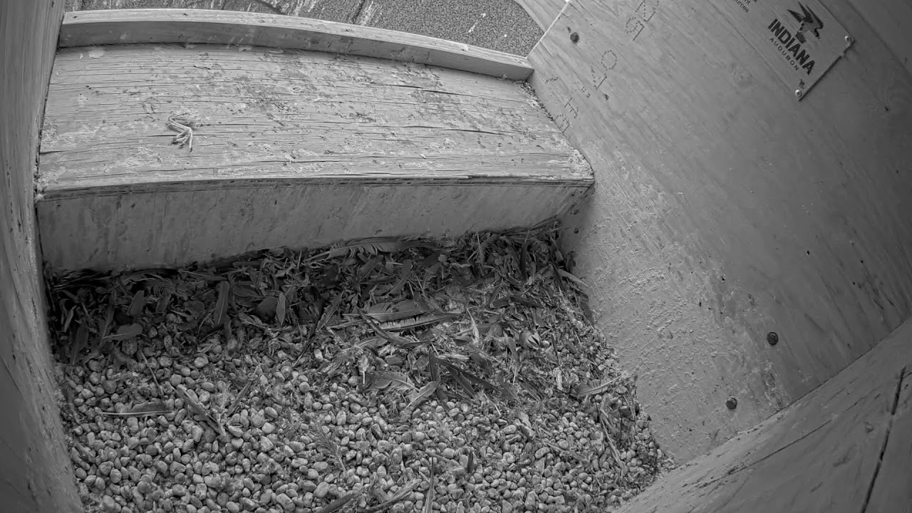 Peregrine Falcon Cam | Harding Street Generating Station - YouTube
