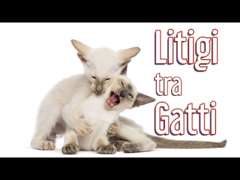 Video: Come Impedire A Un Gatto Di Litigare