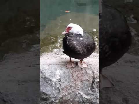 Video: How To Dance The Dance Of Little Ducklings