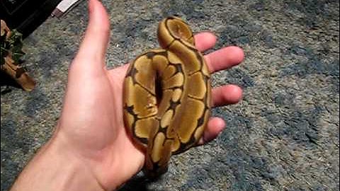 Spider Ball Python
