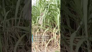 Florida farm bill expands food libel law