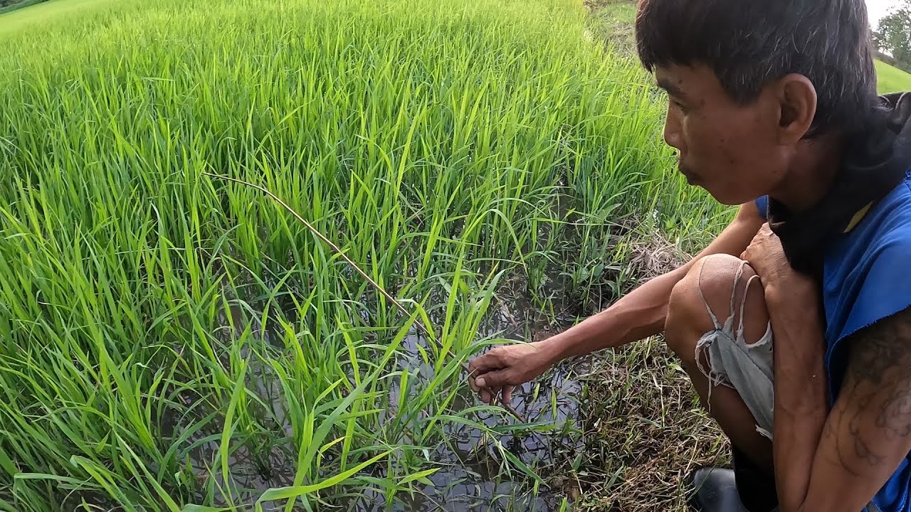 ปักเบ็ดข้าวเขียวครั้งแรกของปี !! ใส่เบ็ดปลาในนาข้าว ด้วยเหยื่อใส้เดือน
