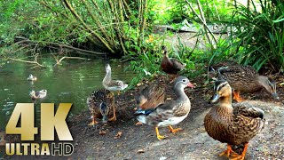 Relax and Unwind - Feeding the Ducks - Nature Relaxation Video