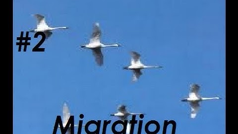 Migration - A Geography Movie