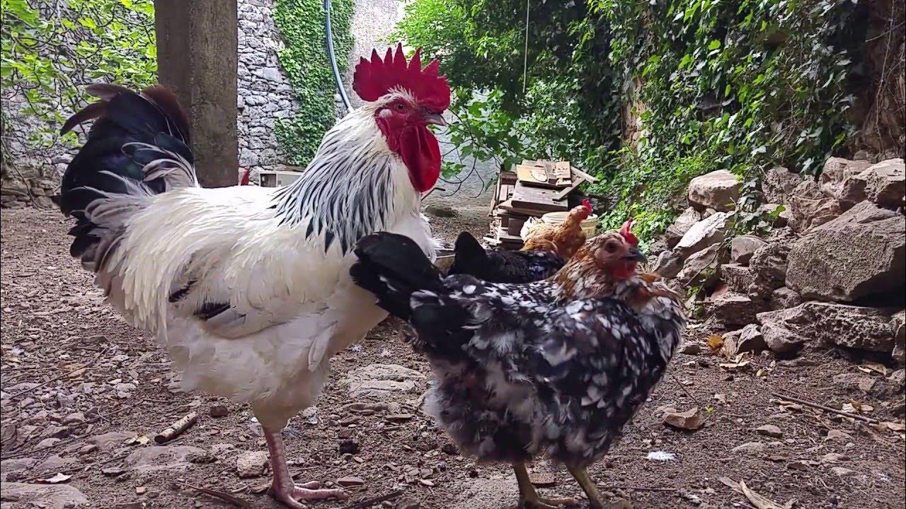 Ten Minutes of Morning Zen with Rooster and Chickens Relaxing Animal