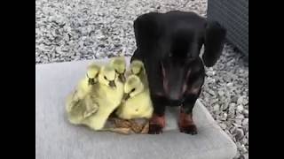 | 9GAG | This wiener dog can be friends with everyone 🐥