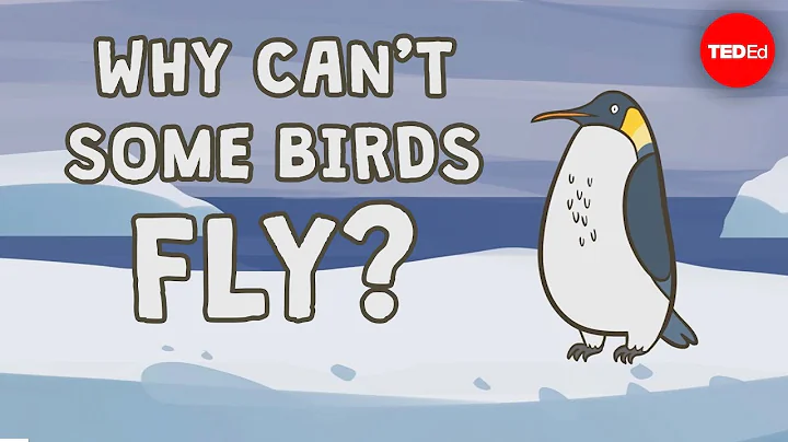 Why can't some birds fly? -  Gillian Gibb - DayDayNews