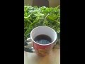 Мой кофе из корня одуванчика: заготовка, сушка, напиток