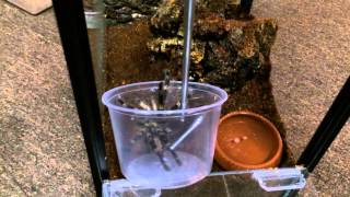 Poecilotheria smithi Rehoming by Nature’s Exquisite Creatures 2,823 views 9 years ago 1 minute, 53 seconds