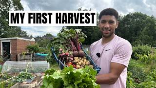 My First Harvest On My ALLOTMENT😁