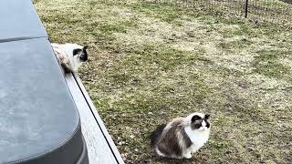 Ragdollcats seeing our new neighbors