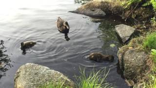 Duck Family Night