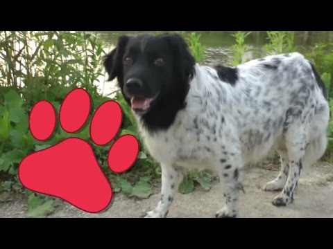 Video: Hoeveel Weken Wordt Een Hond Drachtig?