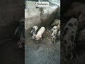 #amoelcampo