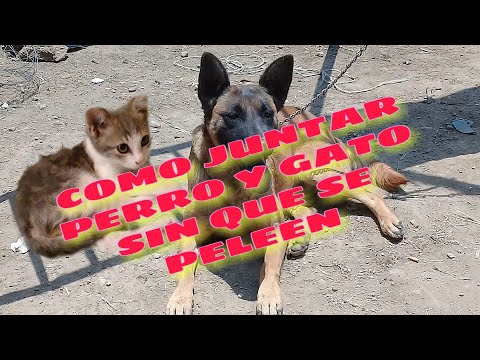 Video: ¿Cómo puedo evitar que un perro ataque a un gato?