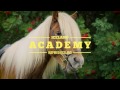 A Beginners Guide to Sagas and Horses | Iceland Academy