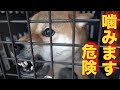 【凶暴】噛む柴犬を引き取りました(迎え入れ)
